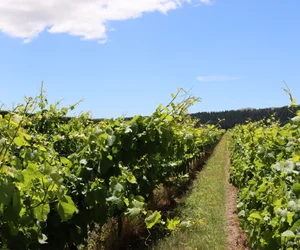 Martinborough Winery Tour