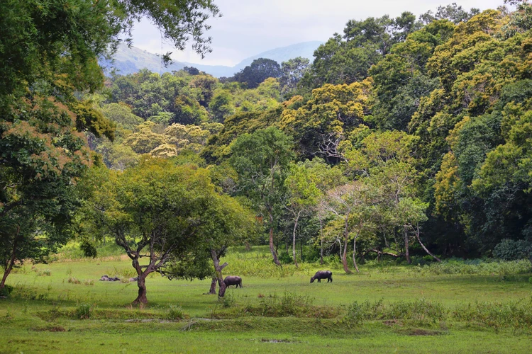 Periyar Natural Trek