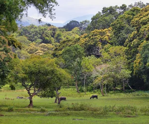 Periyar Natural Trek