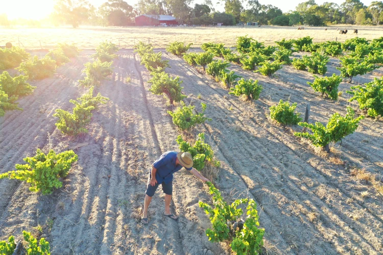 Full Day Swan Valley Tour