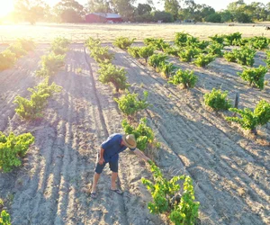 Full Day Swan Valley Tour