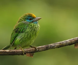 Udawattakele Trek