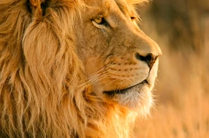 Bayala Private Game Reserve