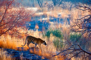 Ranthambore & Sawai Madhopur