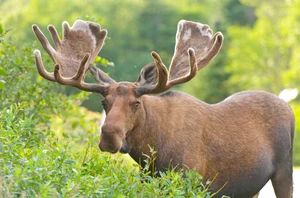 Algonquin Provincial Park