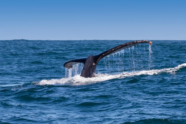 Whalewatching