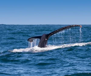 Whalewatching