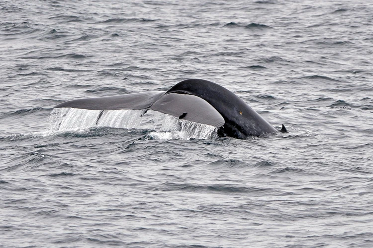 Whale Watching