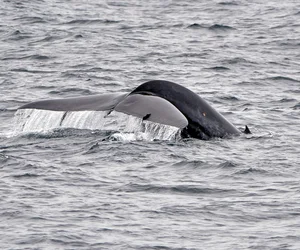 Whale Watching