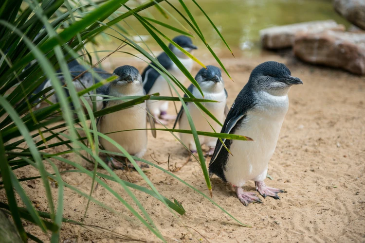 Phillip Island Penguin Plus Parade