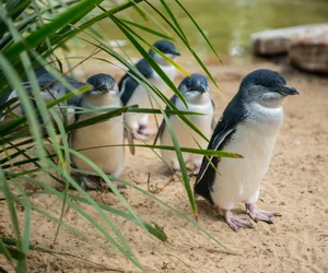 Phillip Island Penguin Plus Parade