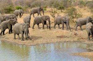 Balule Private Game Reserve