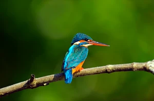 Anawilundawa Wetland Sanctuary, Wilpattu, 2 nights