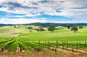 Thursday 17th December: Barossa Valley