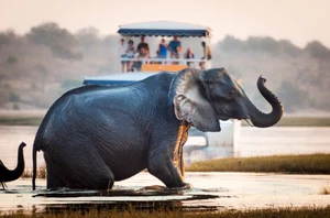 Chobe National Park (Botswana), 3 nights