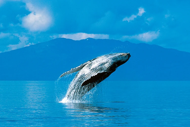 Monterey Bay Whale Watching