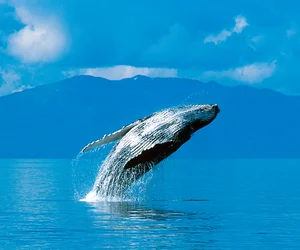 Monterey Bay Whale Watching
