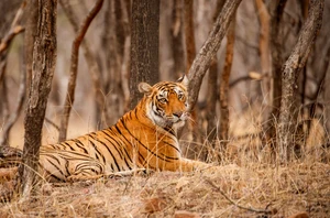 Ranthambore