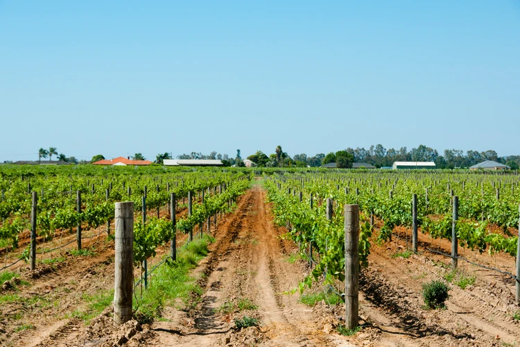 Half Day Swan Valley Tour