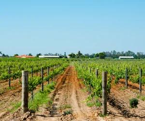 Half Day Swan Valley Tour