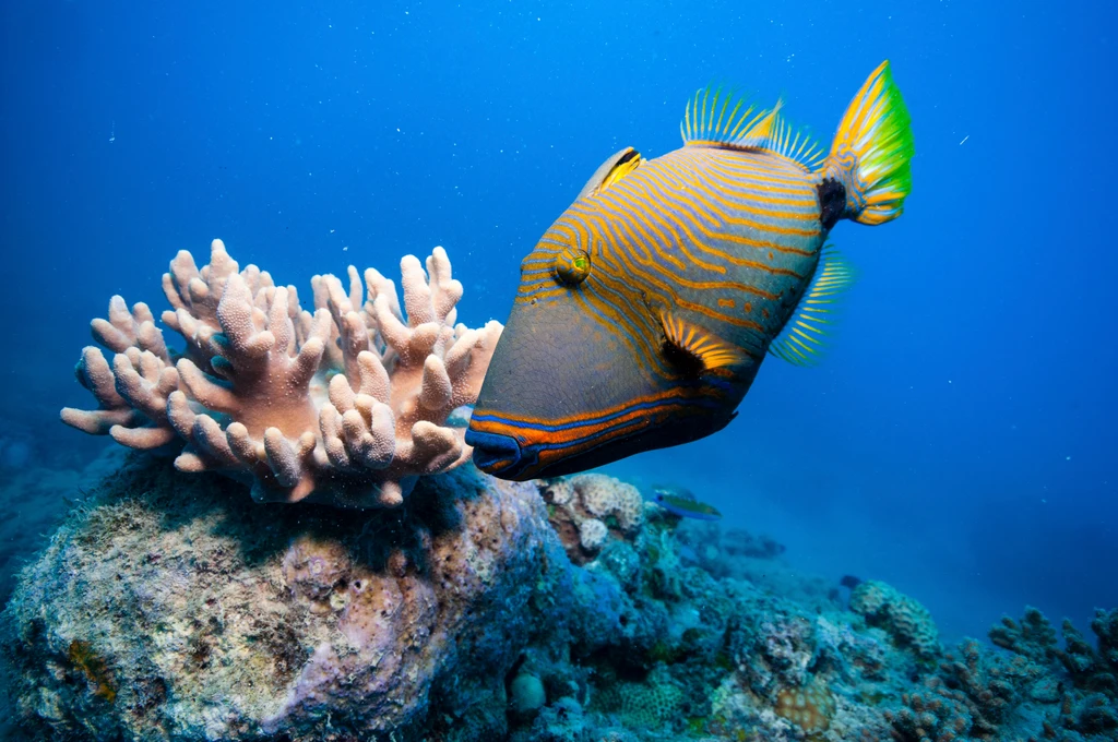Seawalker Helmet Dive