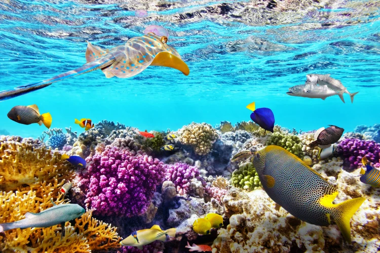 Guided Snorkel Tour