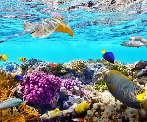 Guided Snorkel Tour