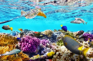 Great Barrier Reef