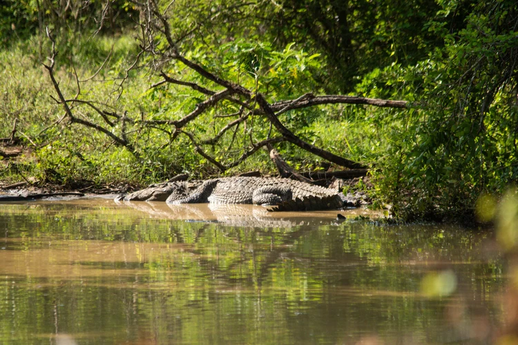 Swamp tour