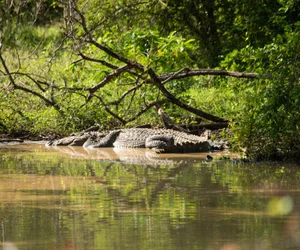 Swamp tour