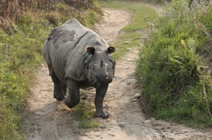 Chitwan, 3 nights