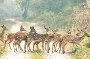 Chitwan