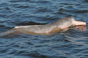 Yanayacu & Pucate Rivers, Community Visit