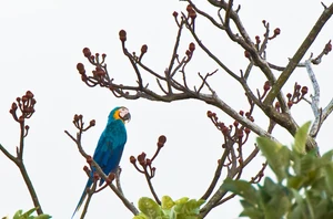 Samiria River & Amazon Natural Park