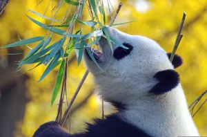 Chengdu and Giant Pandas