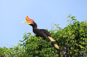 Kinabatangan River