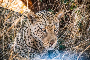 Madikwe Game Reserve