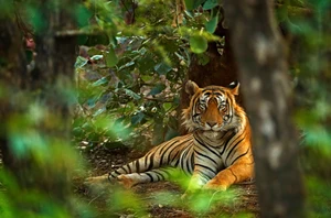 Ranthambore