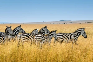 Amboseli National Park