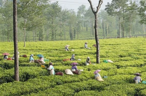 Thekkady, 2 nights