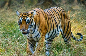 Ranthambore