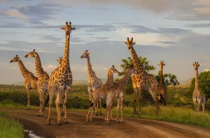 Bayala Private Safari Lodge and Camp, 2 nights
